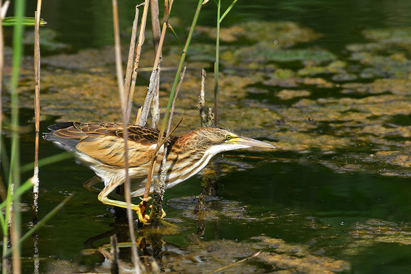 Zwergdommel Jungvogel