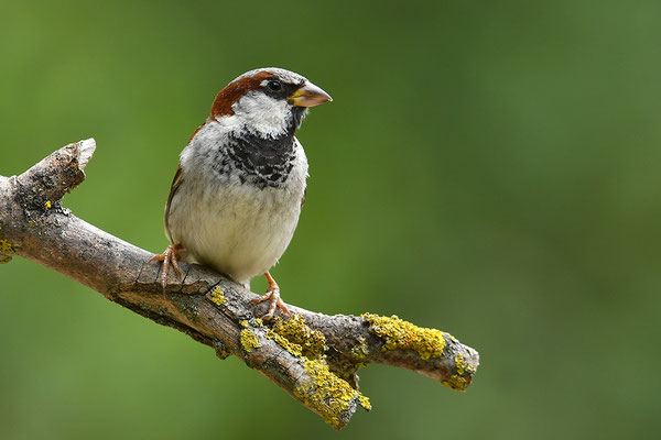 Haussperling Männchen