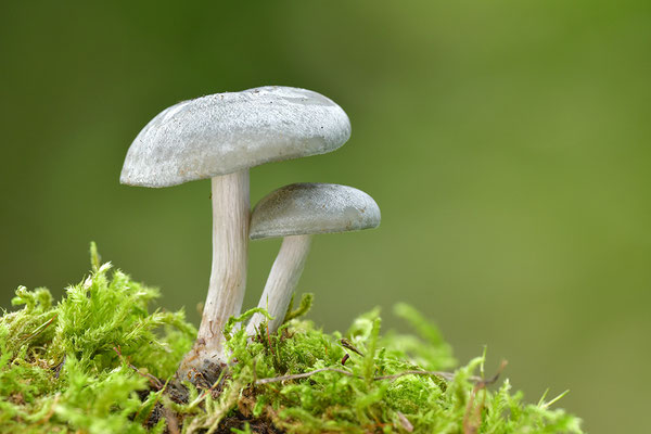Anistrichterling