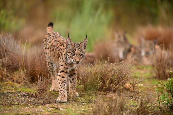 Pardelluchs