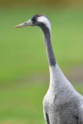 Kranich Portrait