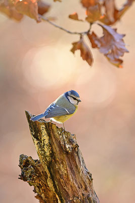 Blaumeise