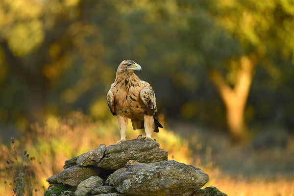 Kaiseradler Jungvogel