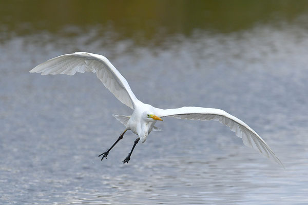 Silberreiher im Flug