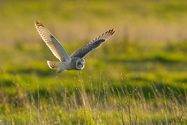 Sumpfohreule im Flug