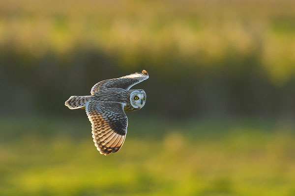 Sumpfohreule im Flug