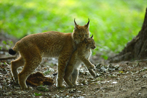 Luchs Mutter mit Jungtier