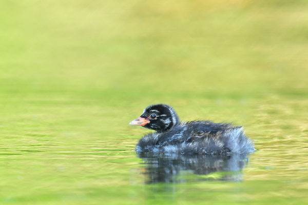 Zwergtaucher Jungvogel