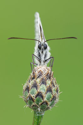 Schachbrettfalter