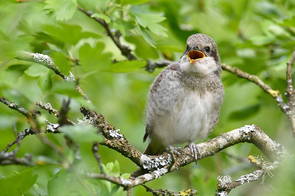 Neuntöter Jungvogel