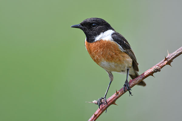 Schwarzkehlchen