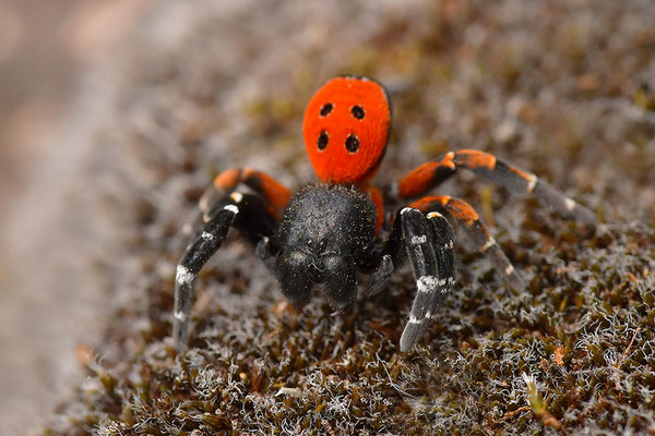 Rote Röhrenspinne, Männchen