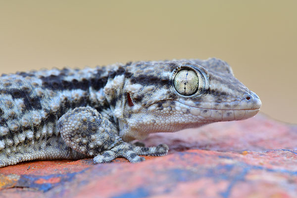 Mauergecko