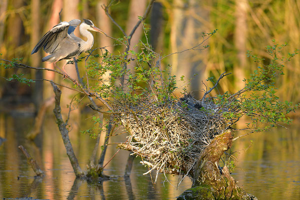 Graureiher am Nest mit Jungvögeln
