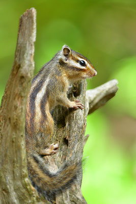 Sibirisches Streifenhörnchen