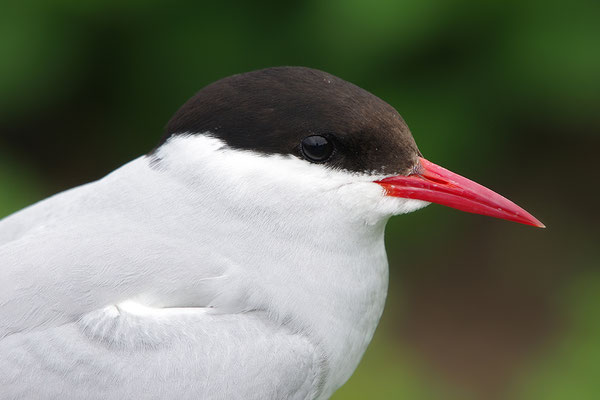 Küstenseeschwalbe Portrait