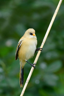 Bartmeise Jungvogel