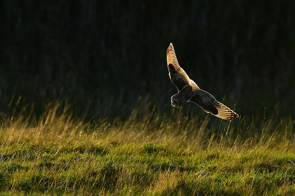 Sumpfohreule im Flug