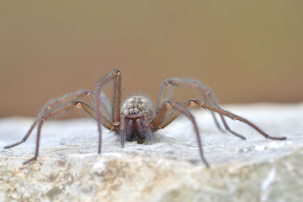 Große Winkelspinne, Hauswinkelspinne