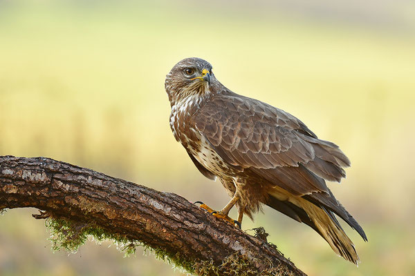 Mäusebussard