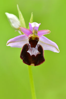 Hummel X 
