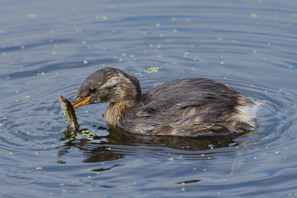 Zwergtaucher Jungvogel mit erbeutetem Fisch