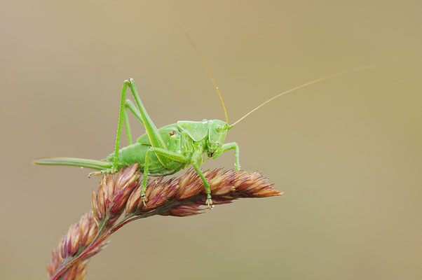 Grünes Heupferd subadult