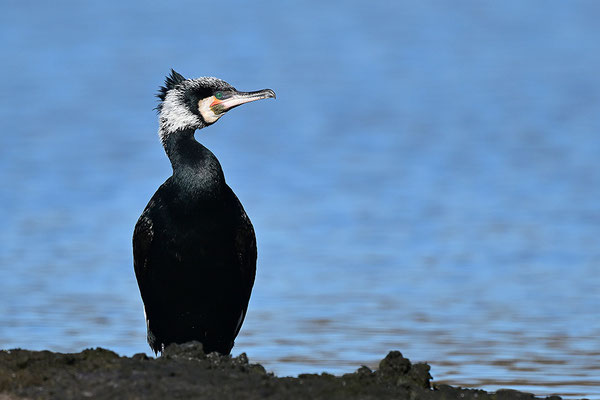 Kormoran