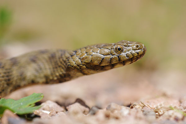 Würfelnatter Kopfportrait