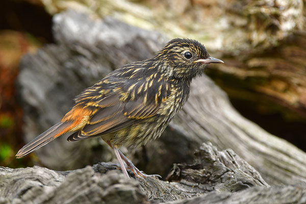 Blaukehlchen Jungvogel