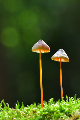 Orangemilchender Helmling