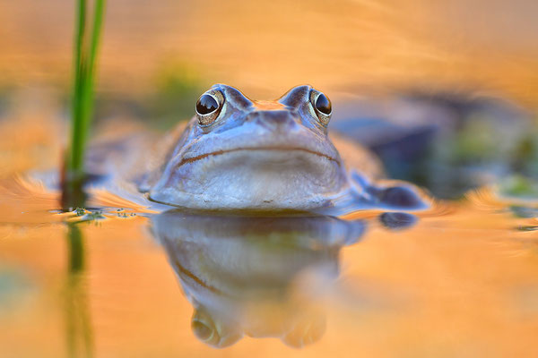 Moorfrosch