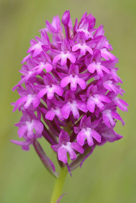 Pyramidenorchis