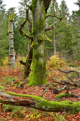 Urwald Nationalpark Eifel