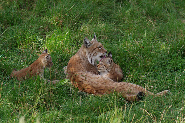 Luchs Mutter mit Jungen