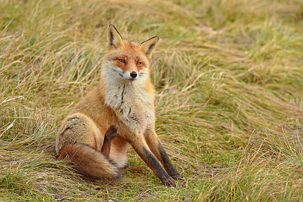 Fuchs