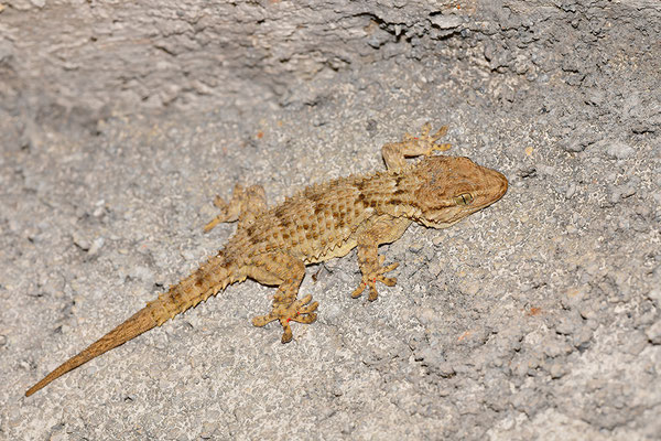 Mauergecko