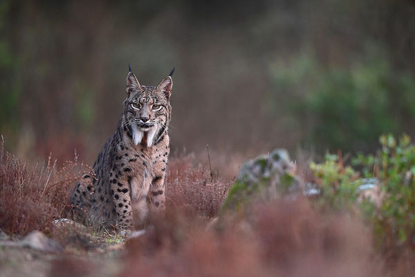Pardelluchs