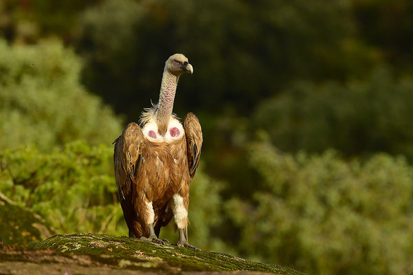 Gänsegeier