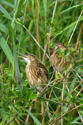 Zwergdommel Jungvögel