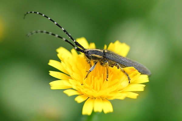 Distelbock