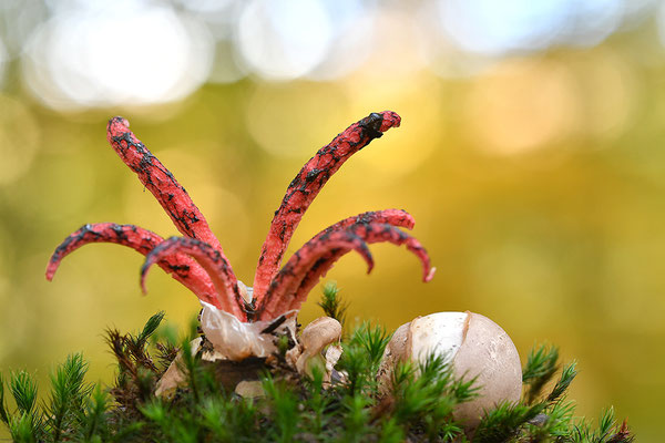 Tintenfischpilz
