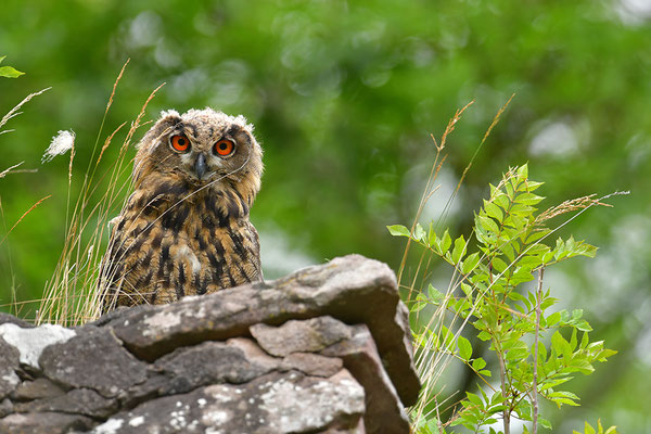 Uhu Jungvogel