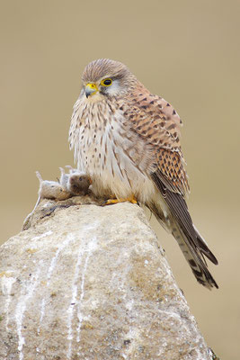 Turmfalke mit Beute