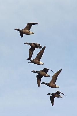 Ringelgans im Flug