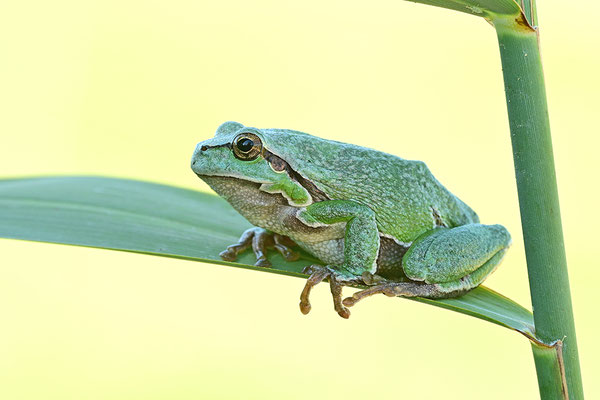 Laubfrosch