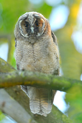 Waldohreule Ästling, Jungvogel
