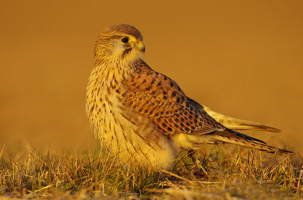 Turmfalke im Abendlicht