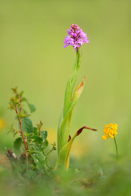 Pyramidenorchis