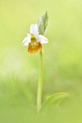 Gelbe Hummelragwurz flavescens